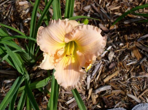 Daylily 'Fairy Tale Pink'