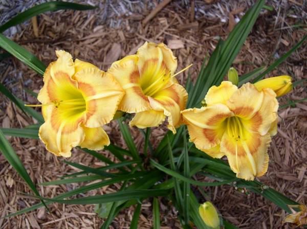 Daylily 'Elven King'