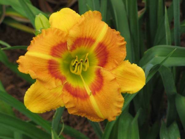 Daylily 'Elven King'