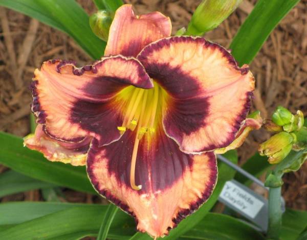 Daylily 'Awesome Blossom'