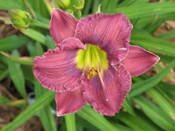 Daylily 'Song of Singapore'