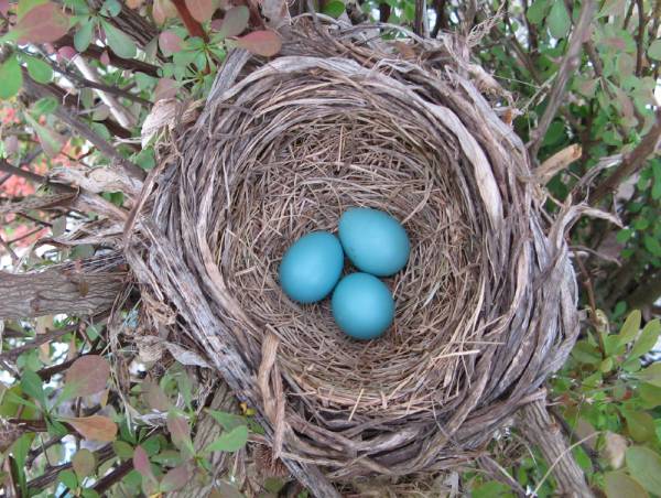 3 Robin Eggs