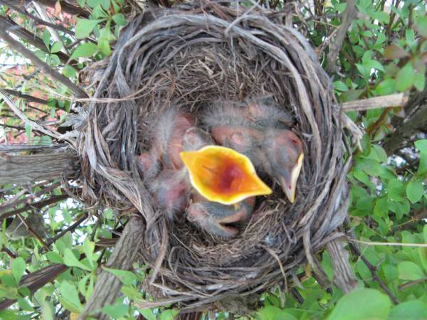 5 Day Old Robin Babies
