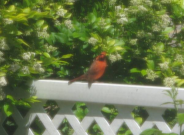Cardinal