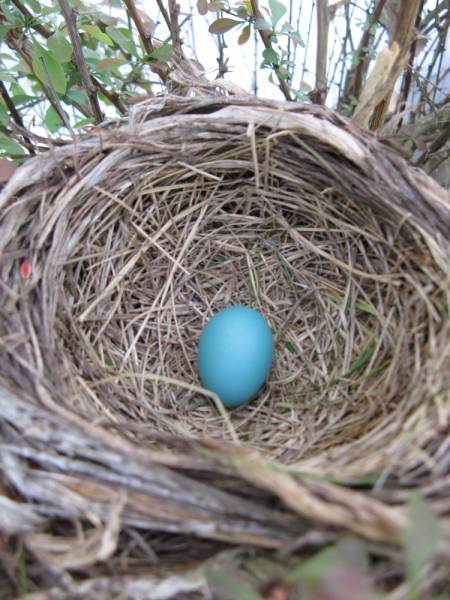 A Robin's Egg