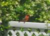 cardinal.jpg
