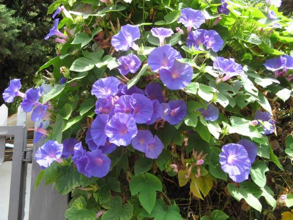 Morning Glory