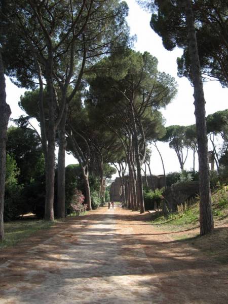 Row of Stone Pines on Palatine Hill