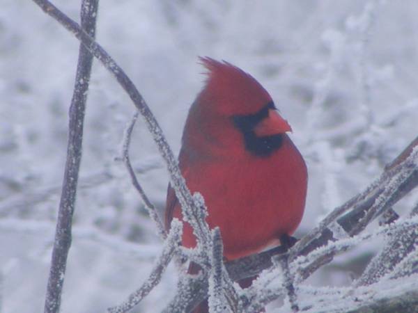 I_m_a_beautiful_bird