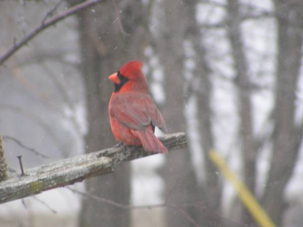 male cardinal 07