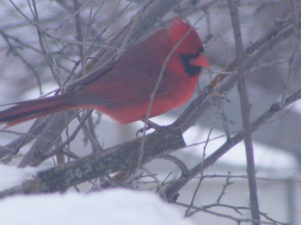 male_cardinal_08