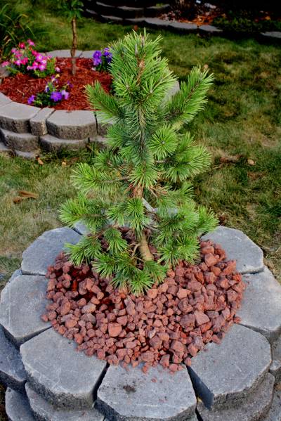 Pinus Contorta Taylor's Sunburst in Late Summer