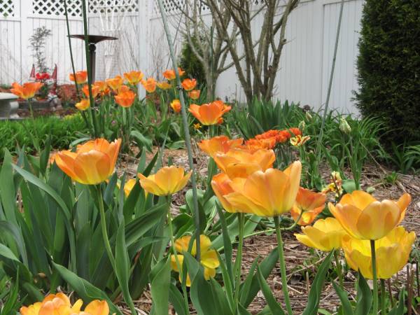Side view of the Daydream Tulips