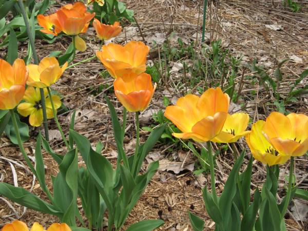 Closeup of Daydream Tulips