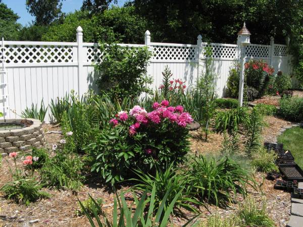 2006 View, Peonies in bloom