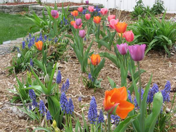 Tulips in the Backyard Side Garden