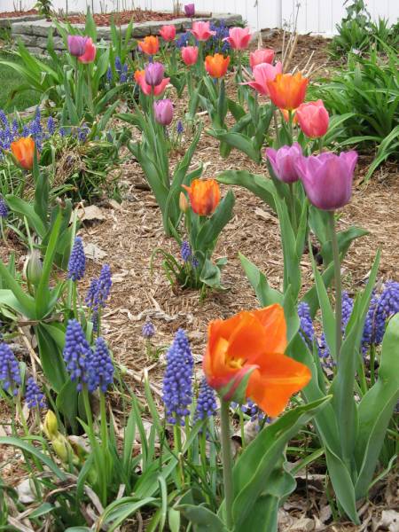 More Tulips in the Backyard Side Garden