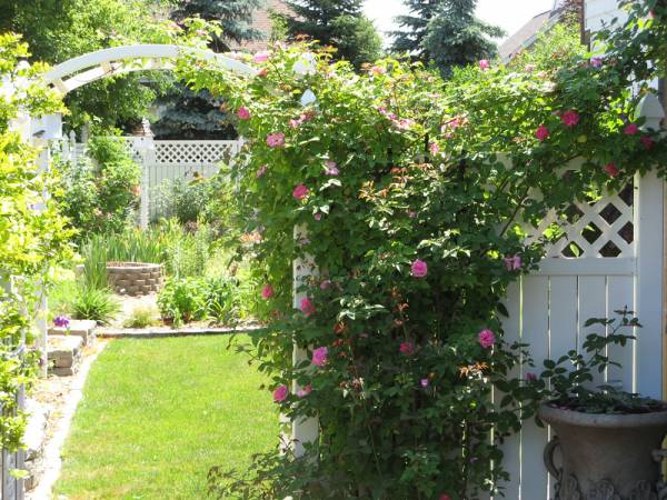 Check out the huge climbing rose (2007)