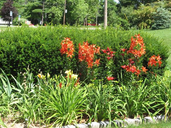 2007, Wider Lily Shot