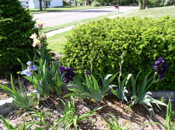 2005, this garden bed now 1 year old