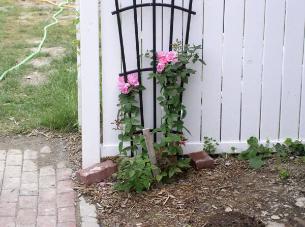 2004 Climbing Rose