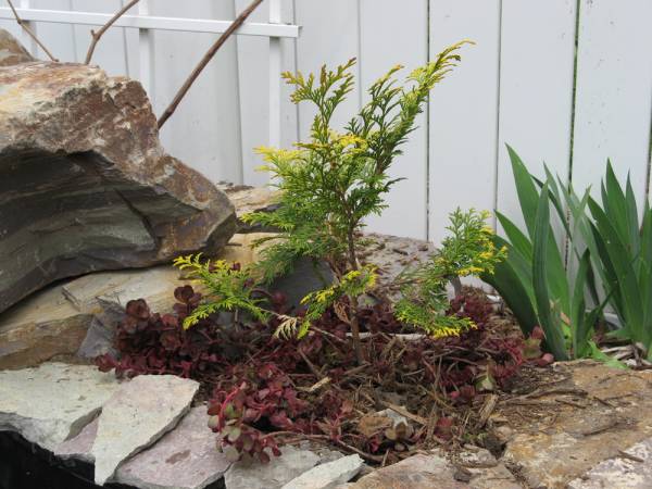 A Yellow Hinoki Cypress with a red sedum groundcover