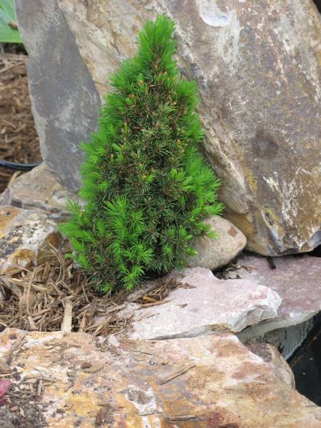 &quot;Jean's Dilly&quot; Dwarf Alberta Spruce