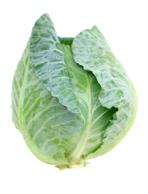 cabbage