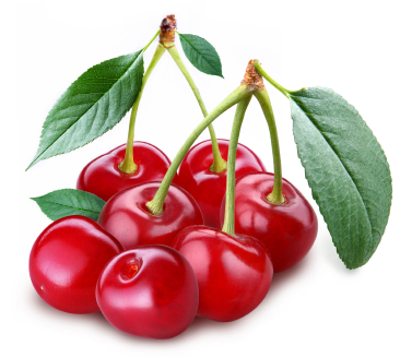 Cherry on How To Grow Cherries   Backyard Gardening Blog