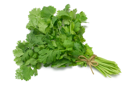 coriander-cilantro