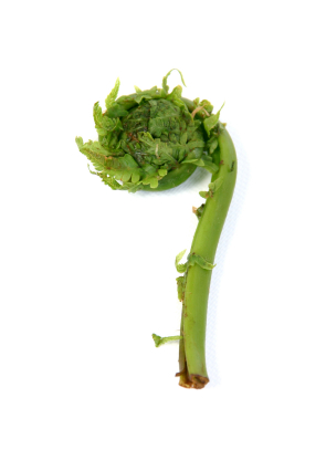 fiddleheads