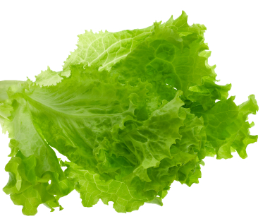 lettuce