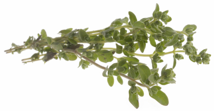 marjoram