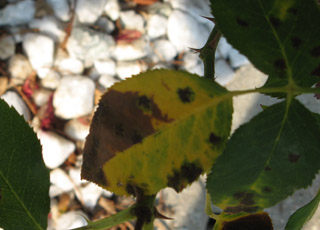 Black Spot on a Rose Leaf