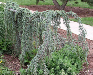 Weeping Blue Atlas Cedar