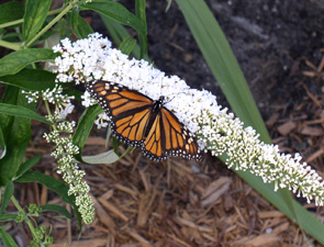 Buddleia with Butterfly