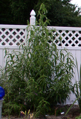 Buddleia, not in bloom, but tall