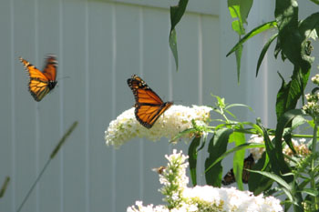 Monarch Butterflies on a Bush