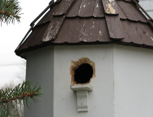 Squirrel Damaged Birdhouse