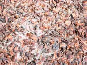 chocolate mulch