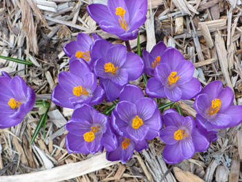 Crocuses