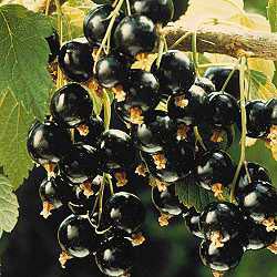 Black Currants