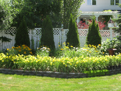 Happy Returns Daylilies in Front