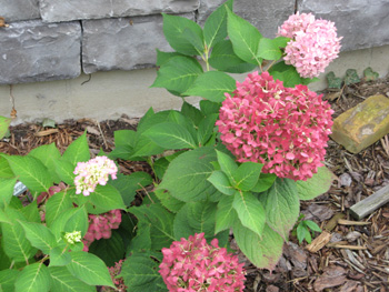 Endless Summer Hydrangea