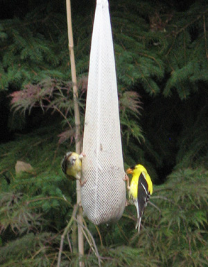 The American Goldfinch