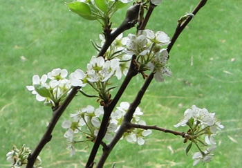 Pear Prunings in Vase