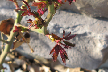 Rose Leafing Out