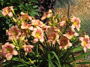 Blue Ridge Shepherd Boy Daylily