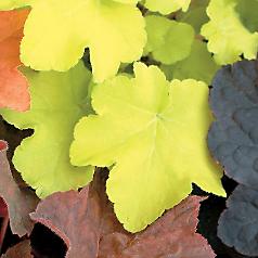 Heuchera Citronelle