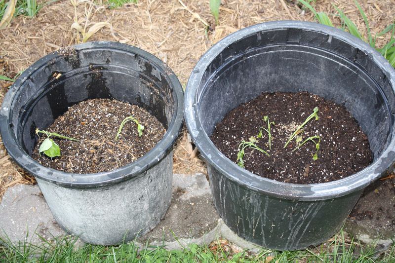 Sweet Potatoes Planting in a Mound